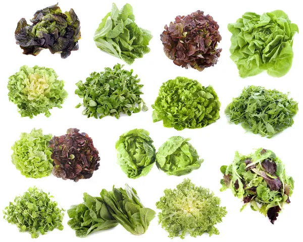 Varieties of salads — Stock Photo, Image