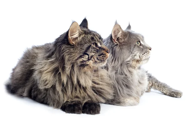 Koty z Maine Coon — Zdjęcie stockowe