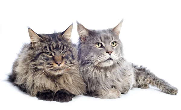 Maine Coon gatti — Foto Stock