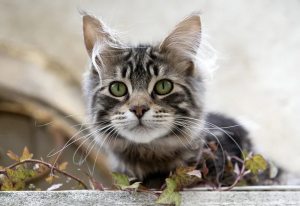 Gray cat — Stock Photo, Image