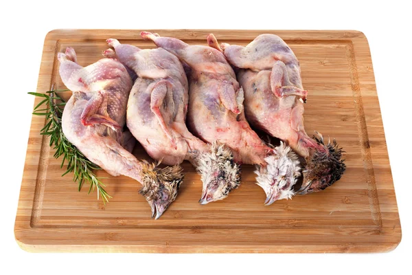 Four quails — Stock Photo, Image