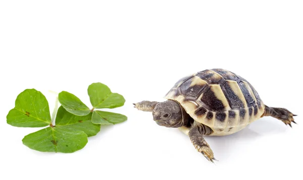 Junge Schildkröte und Kleeblatt — Stockfoto