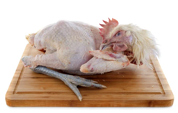 Bresse kuře — Stock fotografie