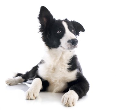 köpek yavrusu kenar kömür ocağı