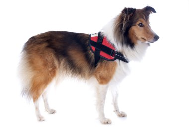 Shetland köpek ve koşum takımı