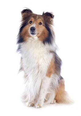 Shetland köpek