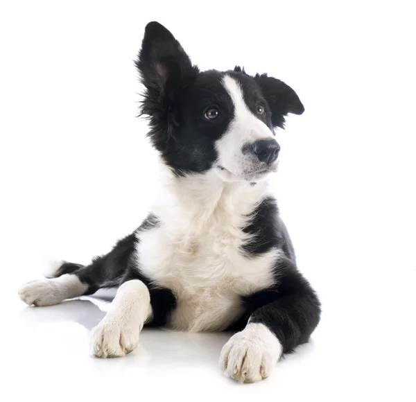 Cachorro frontera collie — Foto de Stock