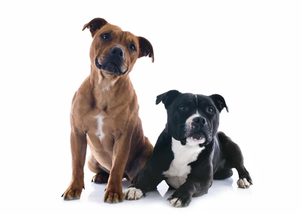 Dois terrier touro staffordshire — Fotografia de Stock