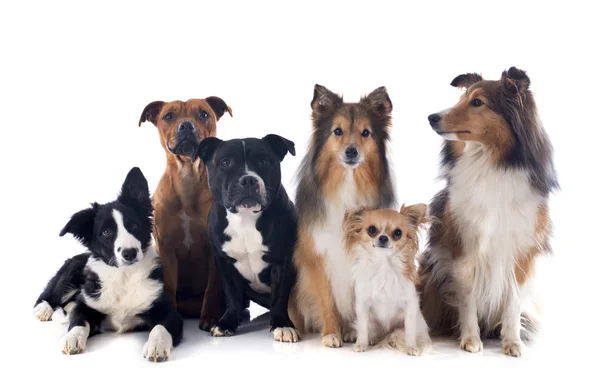 Шесть собак — стоковое фото