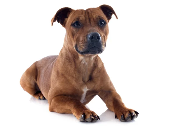 Staffordshire bull terrier Stock Photo