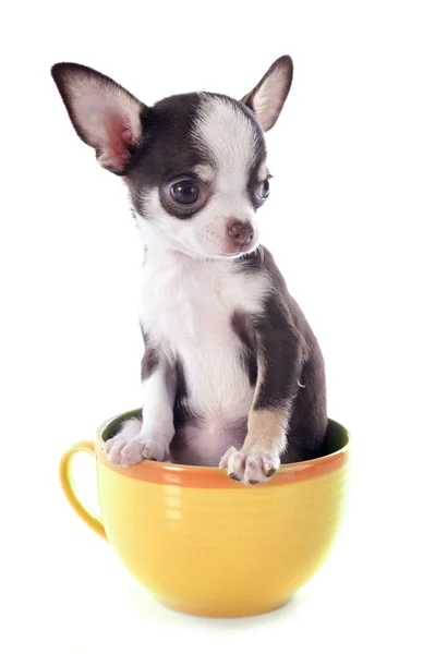 Chihuahua filhote de cachorro em um copo — Fotografia de Stock