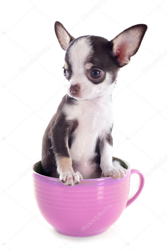 Puppy chihuahua in a cup