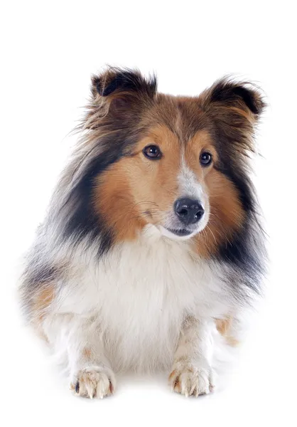 Shetland dog — Stock Photo, Image