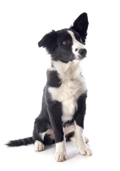 Chiot frontière collie — Photo