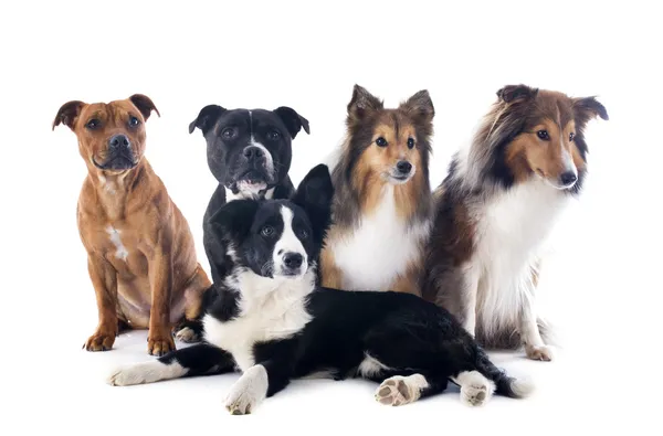 Five dogs — Stock Photo, Image