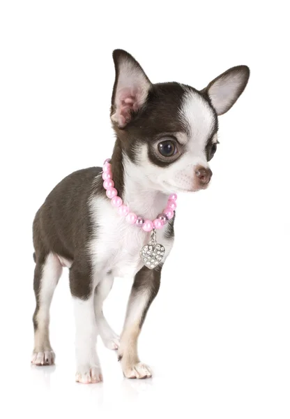 Szczeniak chihuahua — Zdjęcie stockowe