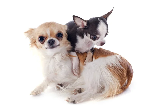 Cucciolo e chihuahua adulto — Foto Stock