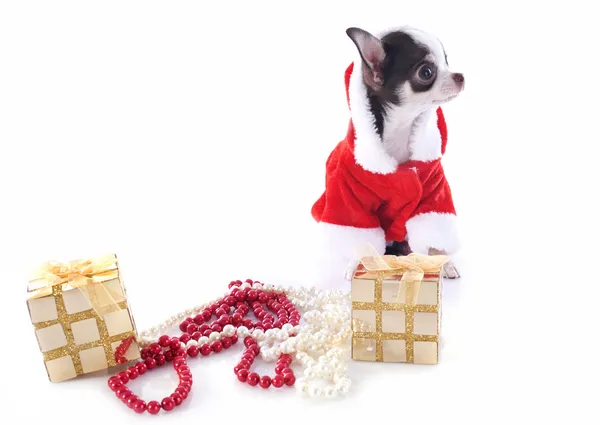 Papai Noel Chihuahua — Fotografia de Stock