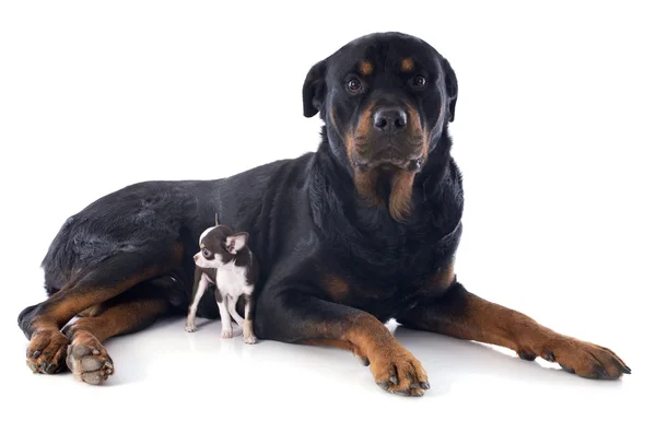 Rottweiler and puppy chihuahua — Stock Photo, Image