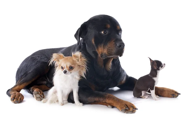 Rottweiler och chihuahuas — Stockfoto