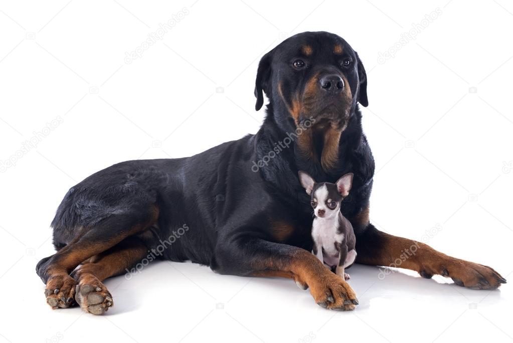 Rottweiler and puppy chihuahua