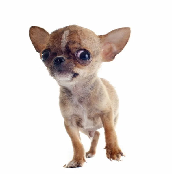 Szczeniak chihuahua — Zdjęcie stockowe