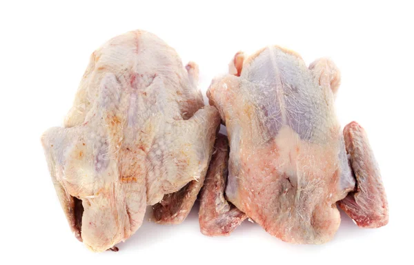 Partridge meat — Stock Photo, Image