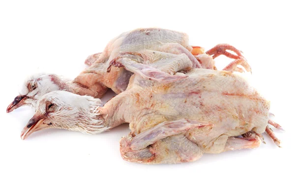 Pigeon meat — Stock Photo, Image