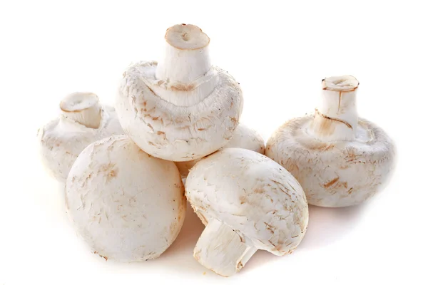 Knoflíky houby — Stock fotografie