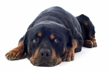 Rottweiler