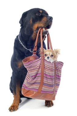 Rottweiler ve chihuahua bir torba