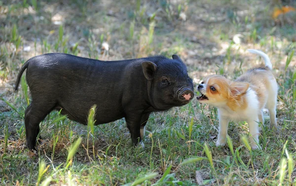 Lippiges Schweinchen und Chihuahua — Stockfoto