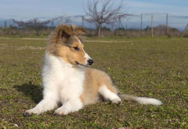 Puppy shetland — Stockfoto