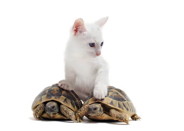 Jonge schildpadden en kat — Stockfoto