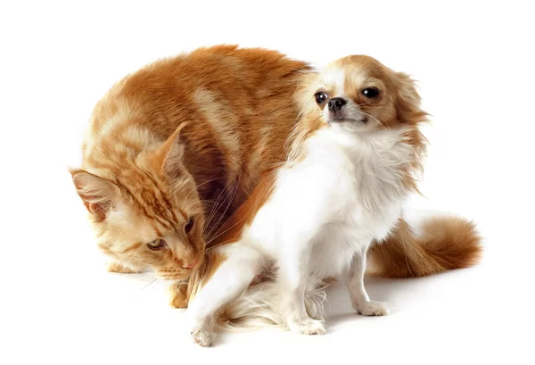 Maine coon cat and chihuahua — Stock Photo, Image