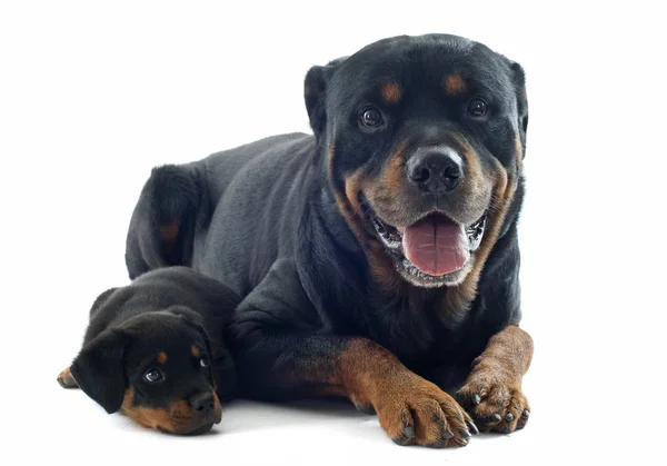Rottweilers — Photo