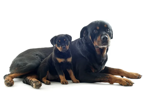 Rottweilers — Photo