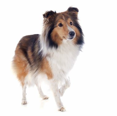 Shetland köpek