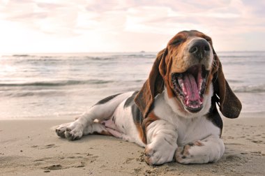 esneme basset hound
