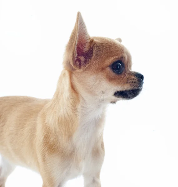 Puppy chihuahua — Stock Photo, Image