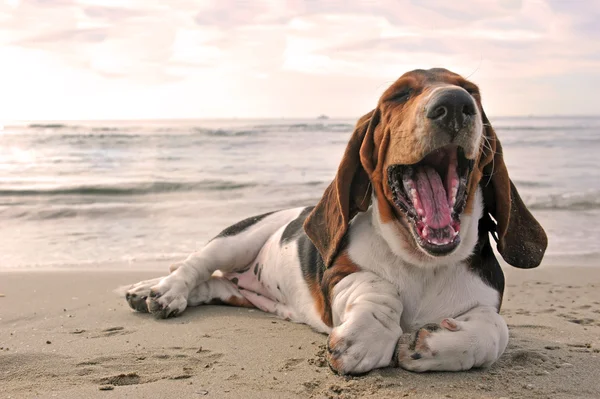 Gapende basset hound — Stockfoto