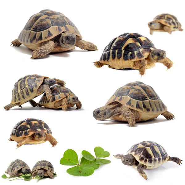 Gruppo di tartarughe — Foto Stock