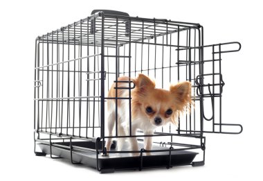 Chihuahua köpek kulübesi