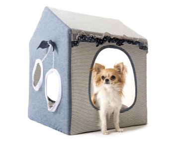 evde köpek Chihuahua