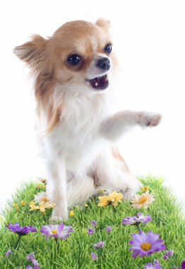 Merhaba Chihuahua