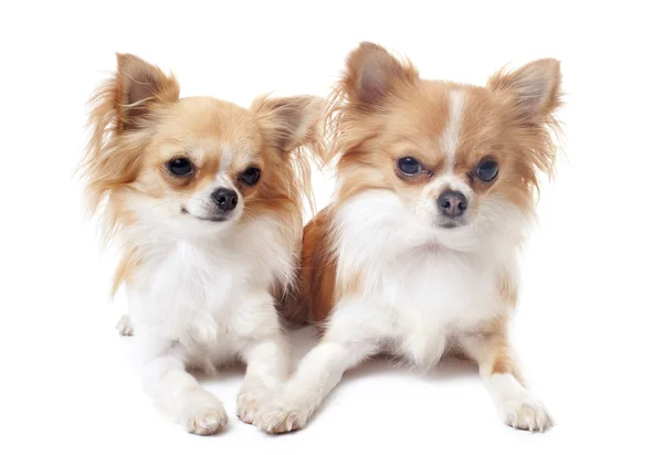 Paar Chihuahuas — Stockfoto