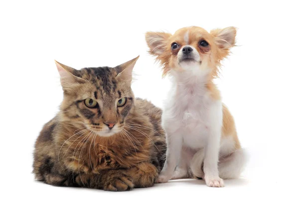 Noruego gato y chihuahua — Foto de Stock