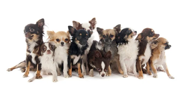 Groupe de chihuahuas — Photo