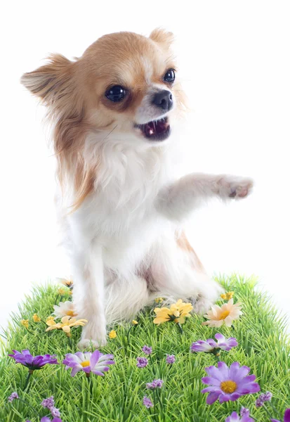 Bună ziua lui Chihuahua — Fotografie, imagine de stoc
