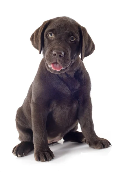 Cachorro Labrador retriever —  Fotos de Stock